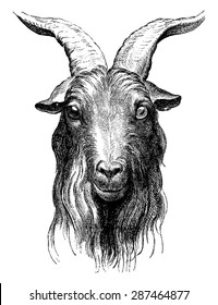 realistic goat drawing