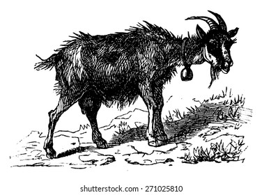 Goat, vintage engraved illustration. La Vie dans la nature, 1890.