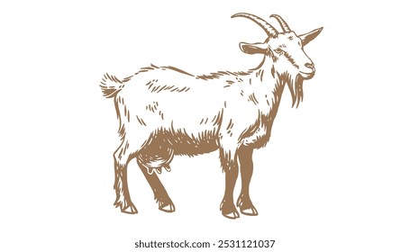 Goat. Vintage retro print, black white goat drawing, sketch ink pencil draw, engrave old school style. Sketch artwork silhouette goat with horns. Side view profile goat. Vector Illustration