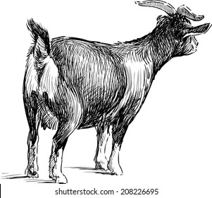 goat watching