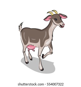 goat at the white background