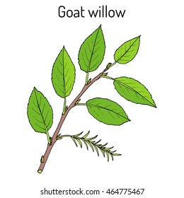 Goat Willow (Salix caprea). Hand drawn botanical vector illustration