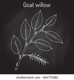 Goat Willow (Salix caprea). Hand drawn botanical vector illustration
