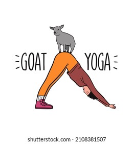 Goat yoga exercise illustration. New fitness style concept on isolated background.