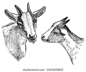 Goat,cub,two animals, head,portrait, horned, sketch, hand drawn vector illustration isolated on white