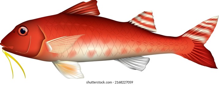 'Goatfish' illustration. Vector EPS format.