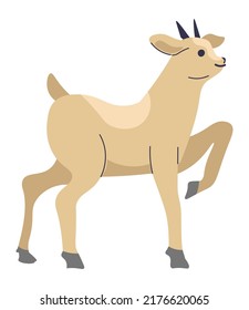 Goatling with horns, isolated farm animals breeding and growth for production of meat and milk. Domestic mammal, countryside and rural area. Small goat cheerfully walking. Vector in flat style