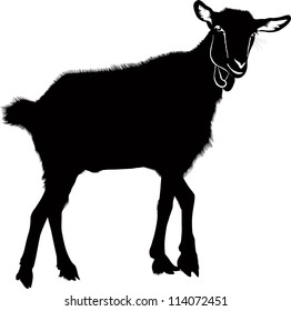 goatling isolated white background