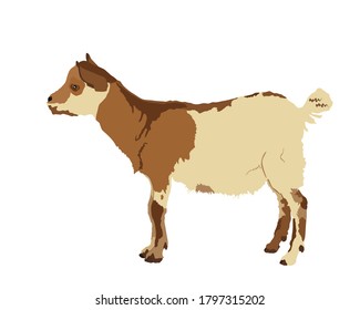 Goatling vector illustration isolated on white background. Little baby goat kid farm animal. 