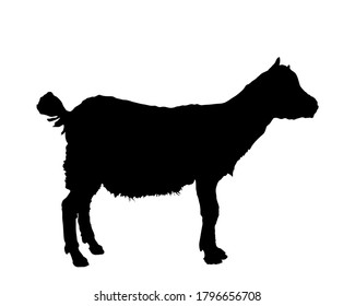 Goatling Vector Silhouette Illustration Isolated On White Background. Little Baby Goat Kid Farm Animal. 