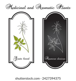 Goats beard or brides feathers (Aruncus dioicus), edible and medicinal plant. Hand drawn botanical vector illustration