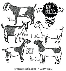 Goats Breeds Vector illustration Sketch style Hand drawn
