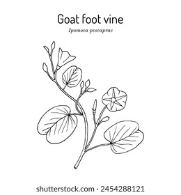 Goats foot vine or  beach morning glory (Ipomoea pes-caprae), medicinal plant. Hand drawn botanical vector illustration