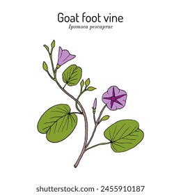 Goats foot vine or beach morning glory (Ipomoea pes-caprae), medicinal plant. Hand drawn botanical vector illustration