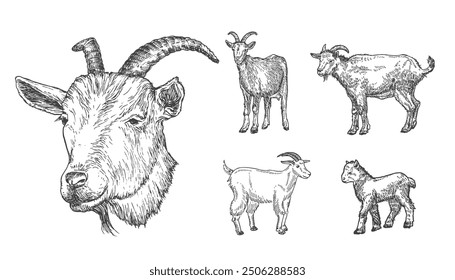 Goats and Goatling Domestic Animals Drawing Hand Drawn Engraving Style Cattle Silhouettes and Head. Retro Vector illustrations Set. Isolated