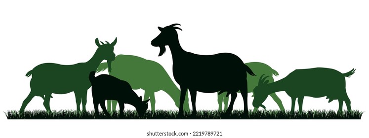 Goats grazing on pasture. Picture silhouette. Farm pets. Animals for milk and dairy products. Isolated on white background. Vector.