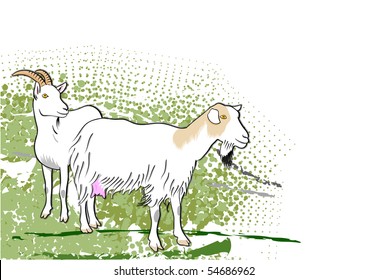 goats on the green background