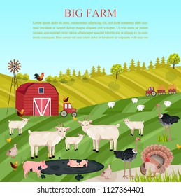 Goats, pigs and chicken animals at the farm Vector. summer green background