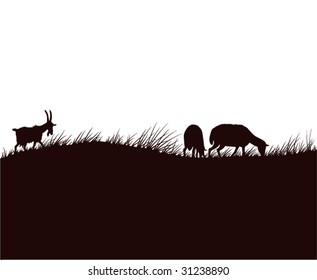 goats and sheep on the meadow