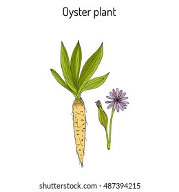 Goatsbeard (Tragopogon dubius), or yellow salsify, western goat's-beard, wild oysterplant - edible plant. Hand drawn botanical vector illustration