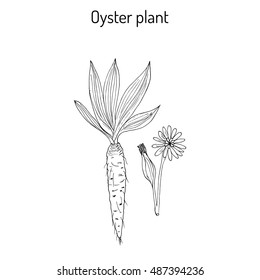 Goatsbeard (Tragopogon dubius), or yellow salsify, western goat's-beard, wild oysterplant - edible plant. Hand drawn botanical vector illustration