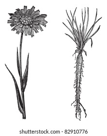 Goatsbeard or Tragopogon porrifolius or Salsify or Purple salsify or Common salsify or Oyster plant or Vegetable oyster, vintage engraving.Trousset encyclopedia (1886 - 1891).