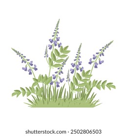 goat's-rue, galega, Italian fitch, field flowers and green grass, vector drawing wild plants at white background, floral elements, hand drawn botanical illustration