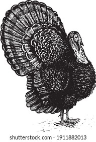 Gobbler. Collection of farm product