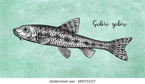 Gobio gobio. Small freshwater fish. Ink sketch on old paper background. Hand drawn vector illustration. Retro style.
