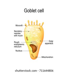 Goblet cell. simple columnar epithelial cell for secrete mucus. They are found inside the trachea, bronchi, small and large intestine, and conjunctiva in the eyes.