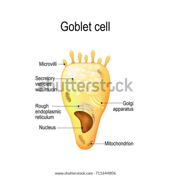 Goblet cell. simple columnar\
epithelial cell for secrete mucus. They are found inside the\
trachea, bronchi, small and large intestine, and conjunctiva in the\
eyes.