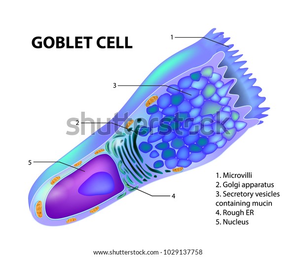 GOBLET CELL. Structure\
epithelial cells