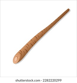 Gobo. Burdock Root. Long, thin roots. Japanese vegetable. Asian cuisine ingredient. Healthy vegetarian food. Vector.