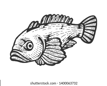 Goby fish animal sketch engraving vector illustration. Scratch board style imitation. Black and white hand drawn image.