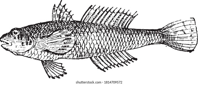 Goby fish, From the Dictionary of Word and Things, 1888.