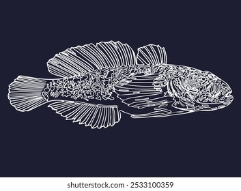 Goby fish isolated in white line, doodle.