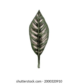 Goeppertia ornata leaf. Vintage vector hatching color hand drawn illustration isolated on white background