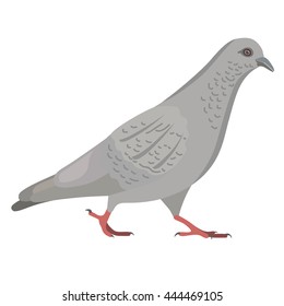 Going gray pigeon, vector illustration isolated on background
