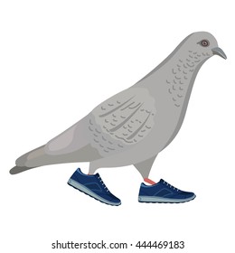 Going gray pigeon, vector illustration isolated on background