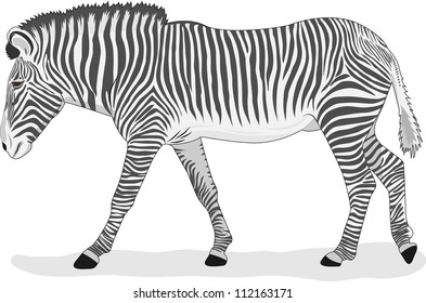 Going zebra on a white background