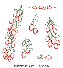 Goji berries (Lycium barbarum, Chinese wolfberry, boxthorn, barbary matrimony vine). Set of hand drawn stylized vector brush sketches of goji berries on white background.