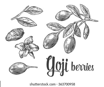 Goji berries on a branch. Engraving vintage vector black illustration. Isolated on white background. Hand drawn design element for label and poster