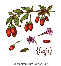 Goji berries on a branch. Vector black and white illustration. 