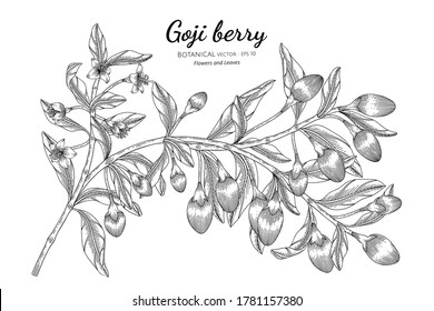 Goji berry fruit hand drawn botanical illustration with line art on white backgrounds. 