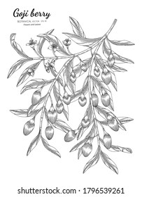 Goji berry fruit hand drawn botanical illustration with line art on white backgrounds. 