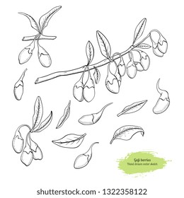 Goji berry hand drawn vector sketch colection: branch, leaf and berry.Healing tea and medical berry. Design for medicine and cosmetic package design.
