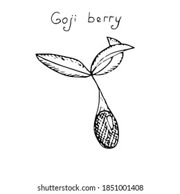 Goji berry with leaves, vector illustration, sketch