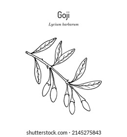 Goji berry (Lycium barbarum) or Chinese wolfberry, medicinal plant. Hand drawn botanical vector illustration