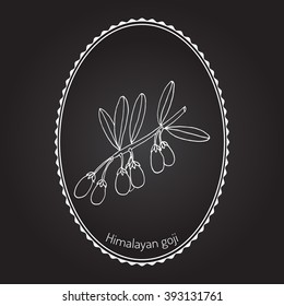 Goji berry (Lycium barbarum) or Chinese wolfberry, Chinese boxthorn, Himalayan goji, Tibetan goji, mede berry, barbary matrimony vine, Duke of Argyll's tea tree, Murali, matrimony vine. Vector 