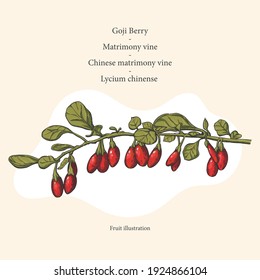 Goji Berry, Matrimony Vine, Chinese Matrimony, Goji Berries